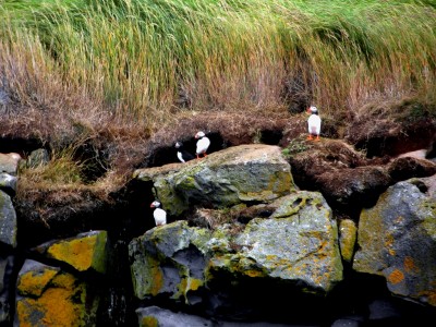 Icelandic Puffins