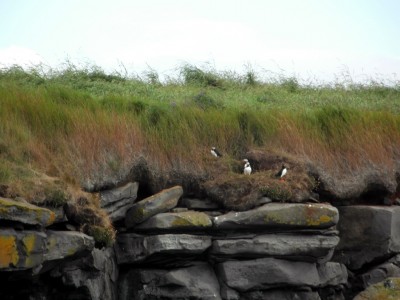 Icelandic Puffins