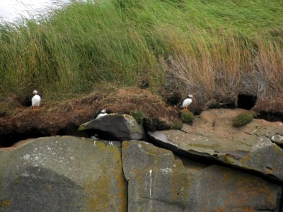 Icelandic Puffins