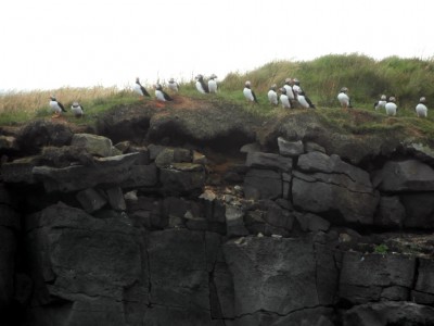 Icelandic Puffins