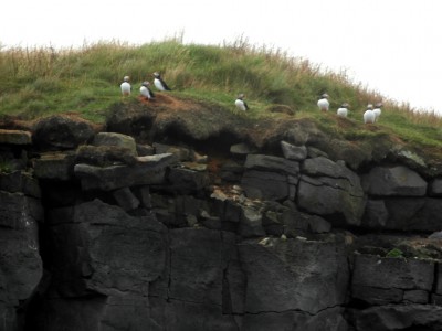 Icelandic Puffins