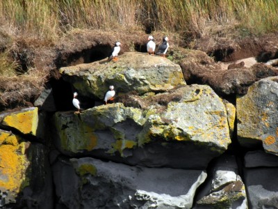 Icelandic Puffins