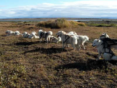Greenlandic Sled Dogs