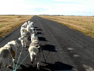 Greenlandic Sled Dogs