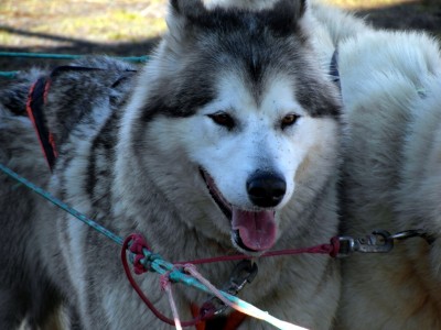 Greenlandic Sled Dogs