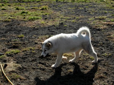 Greenlandic Sled Dogs