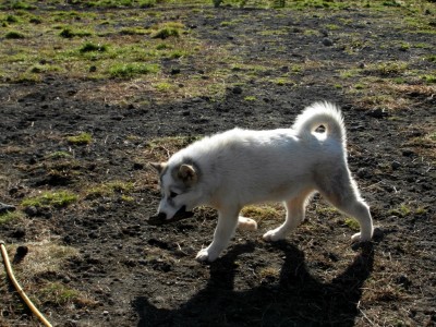 Greenlandic Sled Dogs