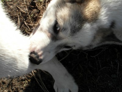 Greenlandic Sled Dogs