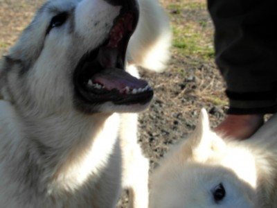 Greenlandic Sled Dogs