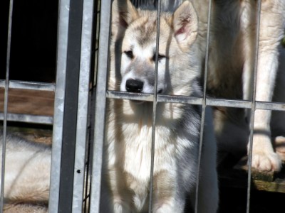 Greenlandic Sled Dogs