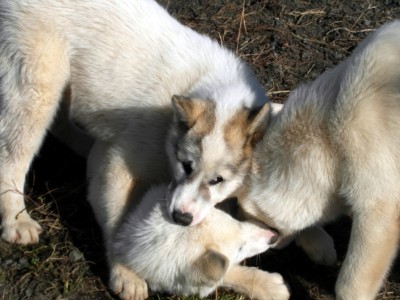 Greenlandic Sled Dogs