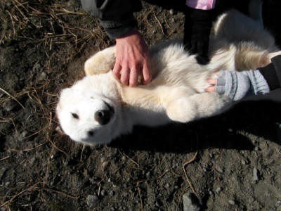 Greenlandic Sled Dogs