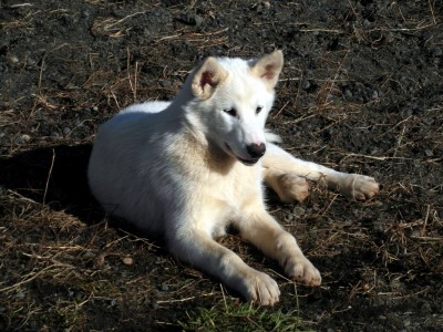 Greenlandic Sled Dogs