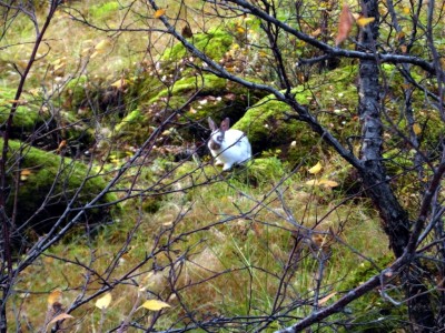 Icelandic bunny