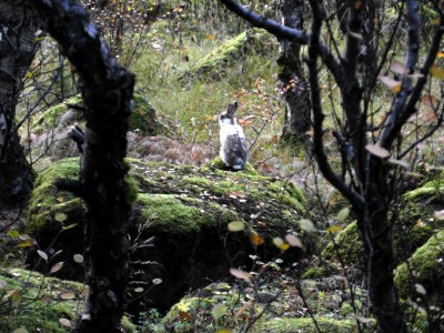 Icelandic bunny