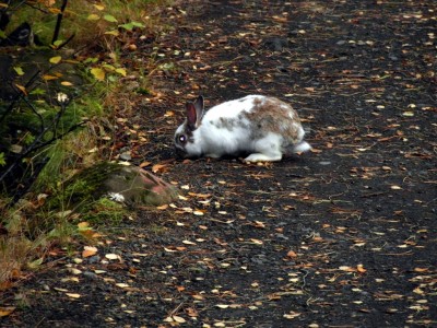 Icelandic bunny