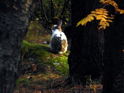 Icelandic bunny