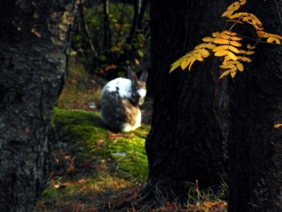 Icelandic bunny