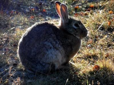 Icelandic rabbit
