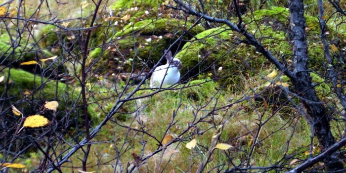 Icelandic bunny hunting